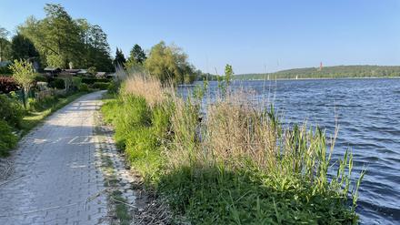 Breitehorn Ernst-Liesegang-Ufer in Berlin-Kladow