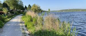 Breitehorn Ernst-Liesegang-Ufer in Berlin-Kladow