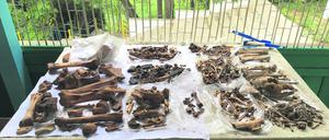 Was von der Viehzucht übrigbleibt: Tierknochen aus einer Steppensiedlung der Bronzezeit.