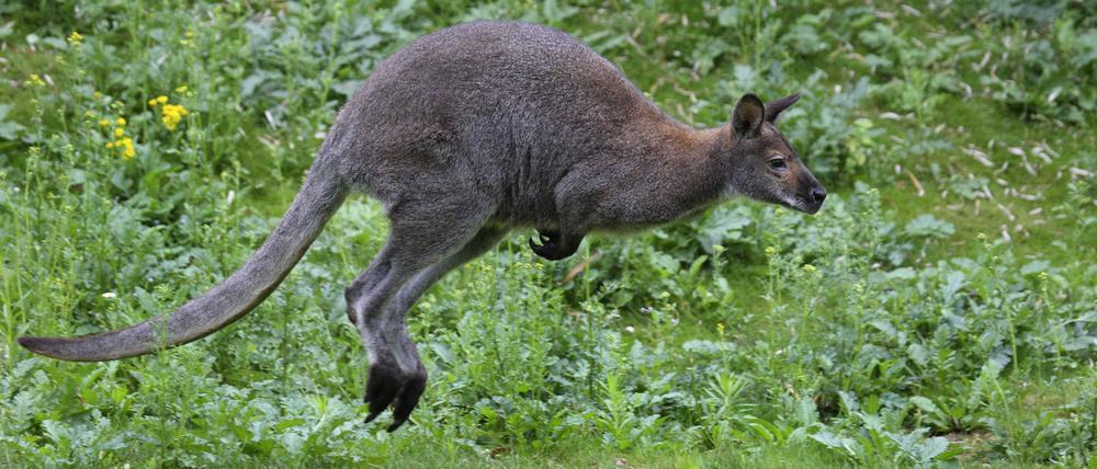 Seit Sonntagvormittag sucht die Polizei in Berlin-Kladow nach einem ausgebüxten Känguru (Symbolbild).