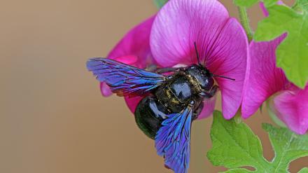 Die Blaue Holzbiene Xylocopa violacea auf der Blüte der Bleitblättrigen Platterbse.