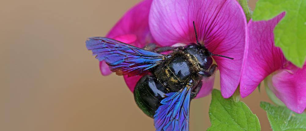 Die Blaue Holzbiene Xylocopa violacea auf der Blüte der Bleitblättrigen Platterbse.