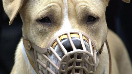 Ein American Staffordshire Terrier mit Maulkorb.