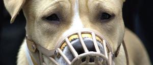 Ein American Staffordshire Terrier mit Maulkorb.