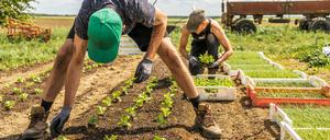 Alles im Griff: Gemüseanbau ohne Traktoren in Steinhöfel, östlich von Berlin. Hier wirtschaften drei Tiny Farms.