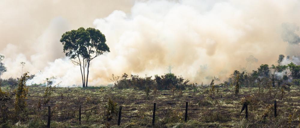 Der Regenwald am Amazonas wird brandgerodet um Weideland zu erschließen.