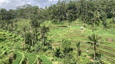 Blick auf die berühmten Reisfelder. Ab kommendem Jahr müssen Touristen bei der Einreise auf die indonesische Urlaubsinsel Bali eine Gebühr von zehn US-Dollar (neun Euro) pro Person zahlen. 