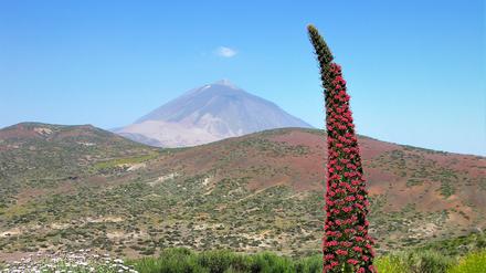 Inselpflanzen wie „Wildprets Natternkopf“ (Echium wildpretii) dominieren die Pflanzenwelt Teneriffas.
