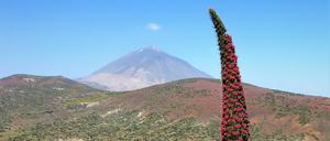 Inselpflanzen wie „Wildprets Natternkopf“ (Echium wildpretii) dominieren die Pflanzenwelt Teneriffas.
