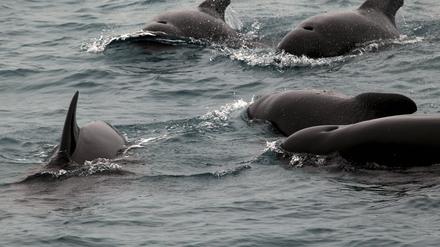 Grindwale im Meer (Archivbild)