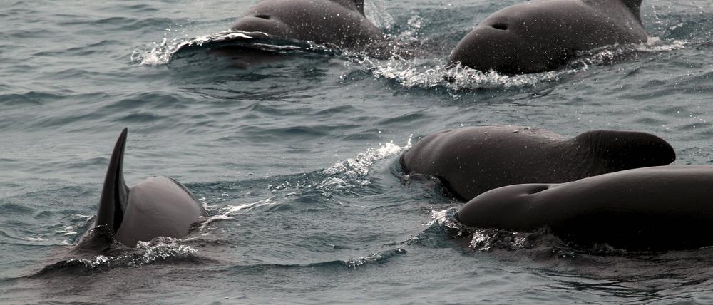 Grindwale im Meer (Archivbild)