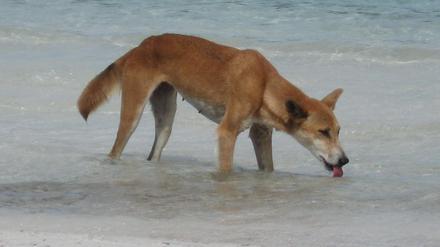 Dingo beim Trinken am Süßwassersee McKenzie auf Fraser Island in Queensland, Australien 