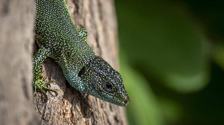 Östliche Smaragdeidechse Lacerta viridis auf Baumstamm, 