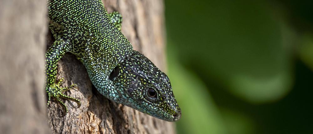 Östliche Smaragdeidechse Lacerta viridis auf Baumstamm, 