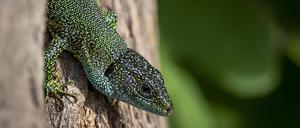Östliche Smaragdeidechse Lacerta viridis auf Baumstamm, 
