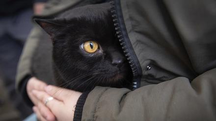 In Polen haben sich Katzen mit dem Vogelgrippe-Virus infiziert. Für viele endet die Krankheit tödlich. Die Ursache für die Ansteckung ist bislang nicht bekannt.