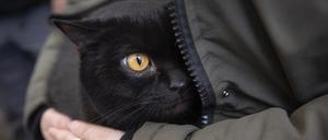 In Polen haben sich Katzen mit dem Vogelgrippe-Virus infiziert. Für viele endet die Krankheit tödlich. Die Ursache für die Ansteckung ist bislang nicht bekannt.