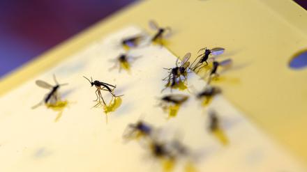 Nicht nur lästigeTrauermücken bleiben an den Gelbtafeln kleben, sondern auch Vögel. 