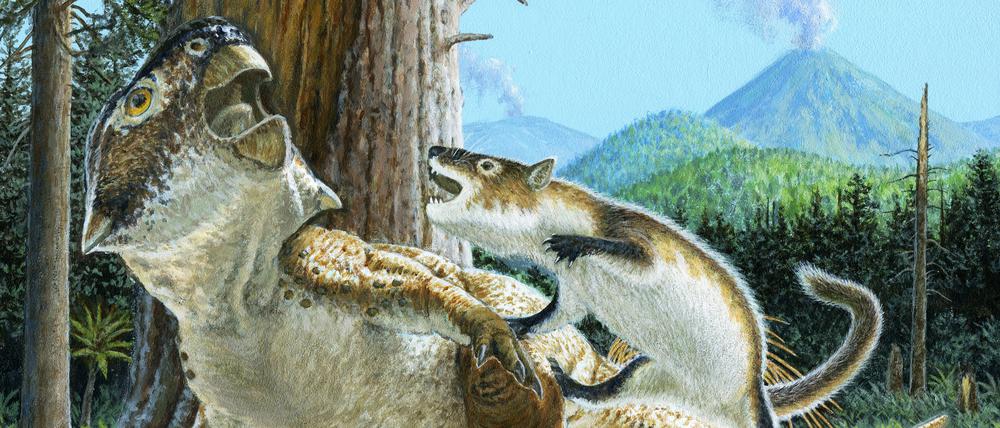 Illustration der möglichen prähistorischen Kampfszene, unmittelbar bevor die beiden Tiere bei einem Vulkanausbruch verschüttet wurden.