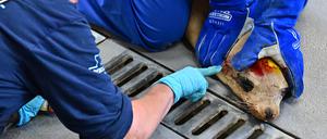 Denise Christ, Koordinatorin für Strandungen im Bezirk Ventura des Channel Islands Marine and Wildlife Institute (CIMWI), zeigt auf eine Wunde an einem geretteten Seelöwen.