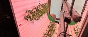 Vertical Farming: Auch so erzeugt Veganz Erbsen.