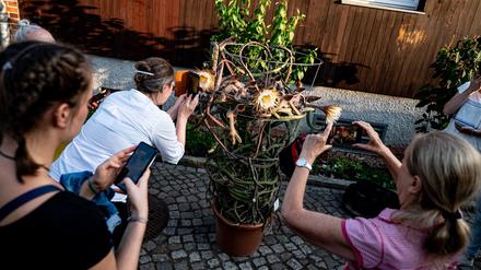 Besucher fotografieren die Blüte der Königin der Nacht (Selenicereus grandiflorus) im Abendlicht im Botanischen Garten Potsdam. Die Blüte des Kakteengewächses öffnet sich nur abends bis nachts und nur einmal im Jahr. 