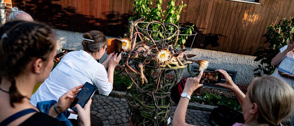 Besucher fotografieren die Blüte der Königin der Nacht (Selenicereus grandiflorus) im Abendlicht im Botanischen Garten Potsdam. Die Blüte des Kakteengewächses öffnet sich nur abends bis nachts und nur einmal im Jahr.