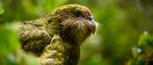 Vom neuseeländischen Festland war der Kākāpō zwischenzeitlich verschwunden. 