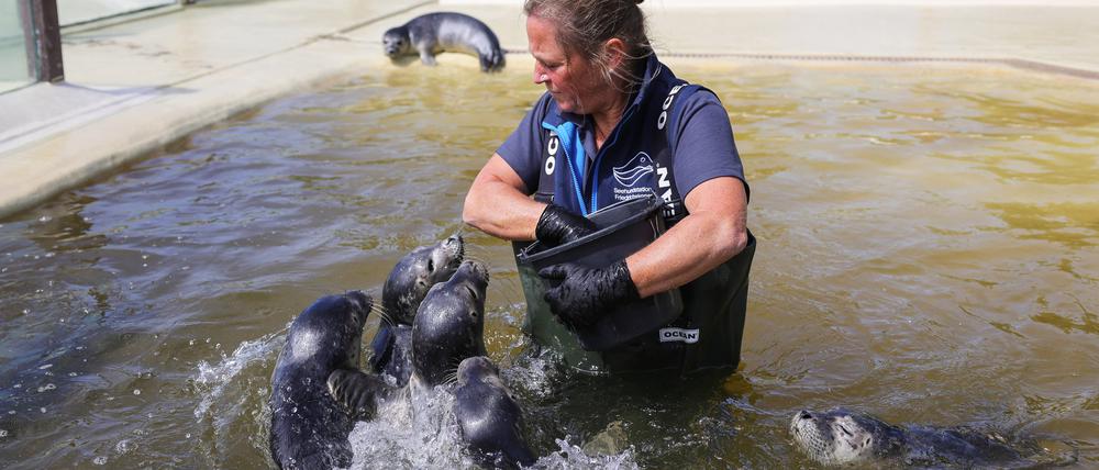 In der Seehundstation Friedrichskoog befinden sich aktuell 153 junge Seehunde, die in den kommenden Wochen ins Wattenmeer entlassen werden sollen.