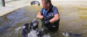 In der Seehundstation Friedrichskoog befinden sich aktuell 153 junge Seehunde, die in den kommenden Wochen ins Wattenmeer entlassen werden sollen.