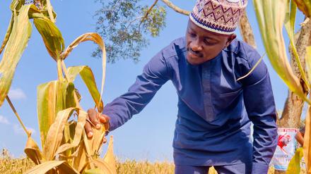 Salman Abdulhakeem prüft die Ernte auf der Farm der Frauen in Omu-Aran in Kwara.  