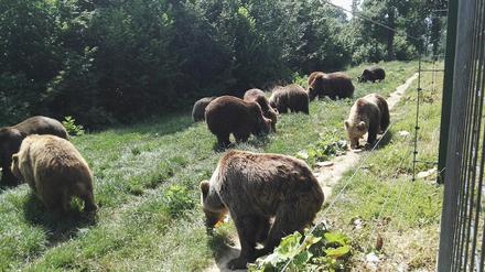 Fütterung im Bärenreservat Zărnești