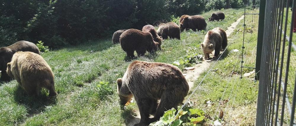 Fütterung im Bärenreservat Zărnești