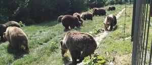 Fütterung im Bärenreservat Zărnești