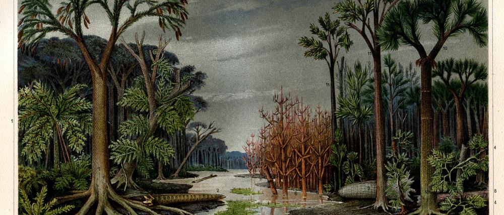 Die Flora des Karbons, wie sie 1895 Meyers Konversation Lexikon dargestellt wurde. 