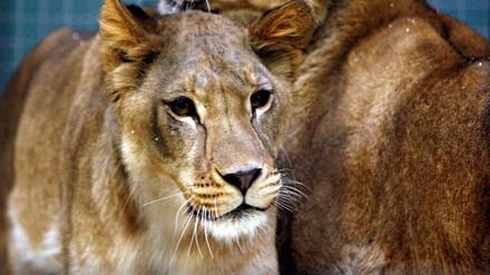 Die Löwinnen Amira und Jasira im Zoo von Berlin.