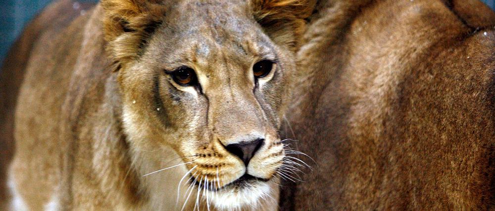 Die Löwinnen Amira und Jasira im Zoo von Berlin.