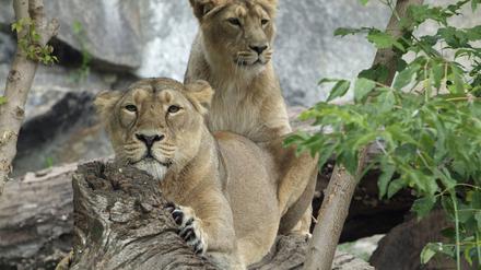 Löwen (panthera leo) im Tierpark Friedrichsfelde in Berlin