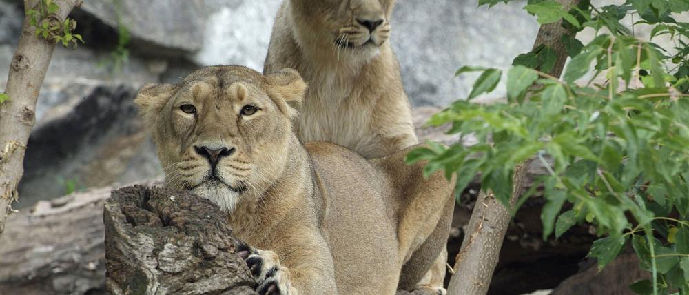 Löwen (panthera leo) im Tierpark Friedrichsfelde in Berlin