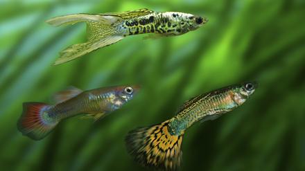 Guppys sind schön bunt, haben aber auch innere Qualitäten.