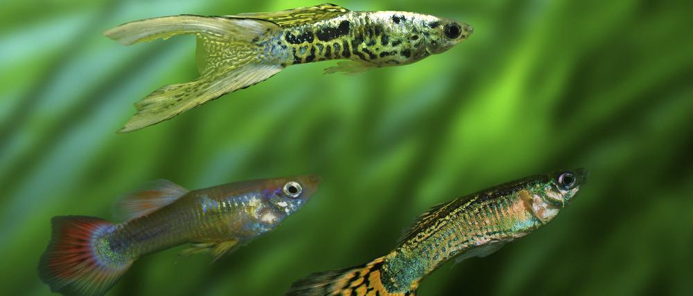 Guppys sind schön bunt, haben aber auch innere Qualitäten.
