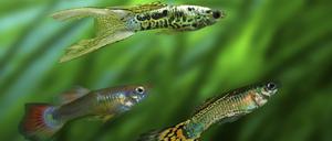 Guppys sind schön bunt, haben aber auch innere Qualitäten.