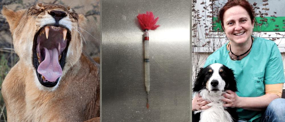 Tierärztin Corinna Vogel schießt eigentlich nur auf Kühe, um sie zu betäuben.
