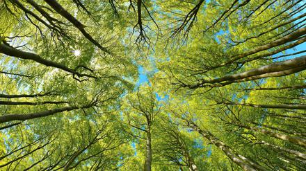 Das Rauschen des Windes in den Baumkronen, wie hier, in einem Buchenwald in Stubnitz, im Nationalpark Jasmund, tönt nicht niedrigschwellig, sondern interessant.