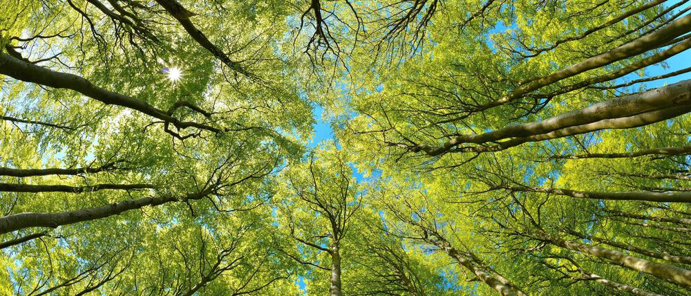 Das Rauschen des Windes in den Baumkronen, wie hier, in einem Buchenwald in Stubnitz, im Nationalpark Jasmund, tönt nicht niedrigschwellig, sondern interessant.
