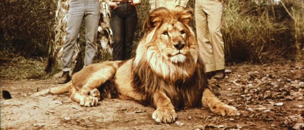89 Episoden der Serie „Daktari“ mit Yale Summers, Cheryl Miller, Marshall Thompson, Hari Rhodes und Löwe Clarence wurden ab 1966 zunächst im US-Fernsehen gezeigt.