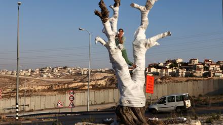 Kann man die Gesellschaft mittels Kunst heilen? Ariane Littman bandagiert in ihrer Performance „The Olive Tree“ von 2012 einen Olivenbaum am Kontrollpunkt des Dorfes Hizma in Jerusalem.