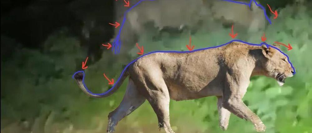 Bilder zur Identifizierung des in Kleinmachnow gesichteten Wildtieres, das bisher als Löwin bekannt war. Die Bilder wurden von Georg Messerer, einem professionellen Spurenleser mit einem CyberTracker-Zertifikat (int. Standard für Spurenlesung) zur Verfügung gestellt.