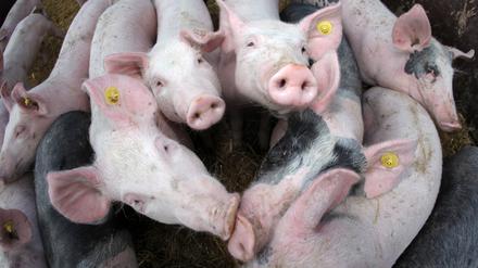 Pestfrei. Erste Seuchengebiete haben Schweinepest überstanden. 