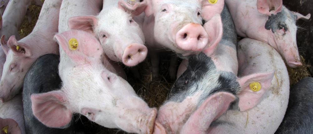 Pestfrei. Erste Seuchengebiete haben Schweinepest überstanden. 